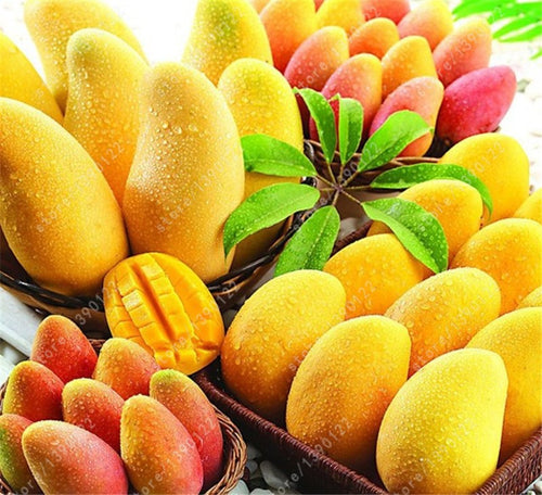 2 pcs/bag mango seeds,mini mango tree seeds,bonsai tree seed,Organic heirloom fruit seeds,pot plant for home garden